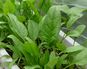10月に植える野菜・10月種まき野菜