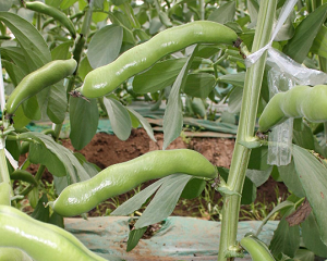 11月に植える野菜・11月種まき野菜