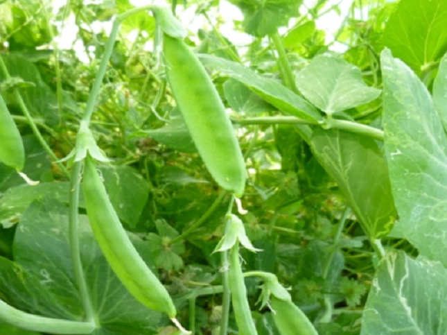 11月に種をまく野菜と苗を植える野菜