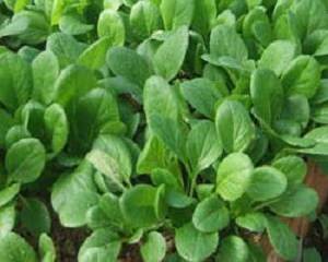 12月に植える野菜・12月種まき野菜