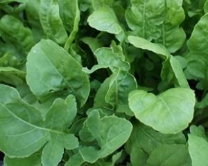 1月種まき野菜・1月に植える野菜