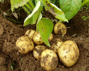 2月に植える野菜・2月種まき野菜