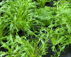 3月に植える野菜・3月種まき野菜