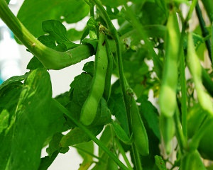 4月に植える野菜・4月種まき野菜