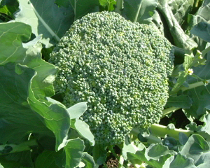 8月に植える野菜・8月種まき野菜