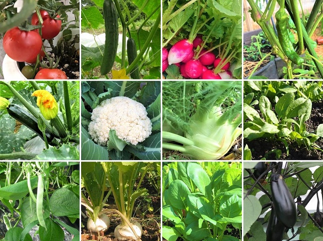 3月に植える野菜