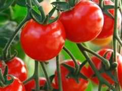 ミニトマトの育て方