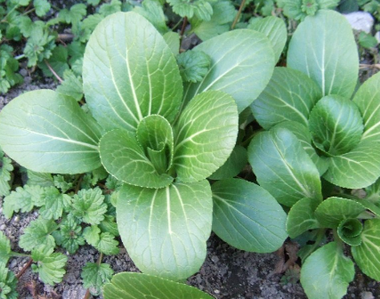 チンゲン菜の育て方