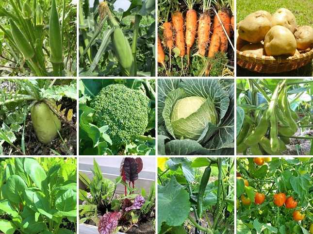 7月に植える野菜