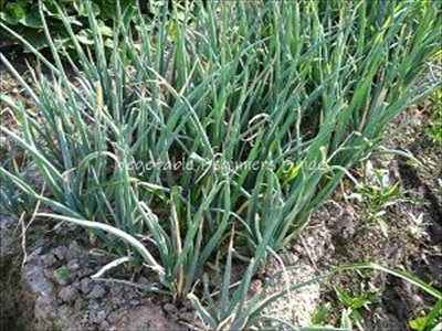 葉ネギの育て方