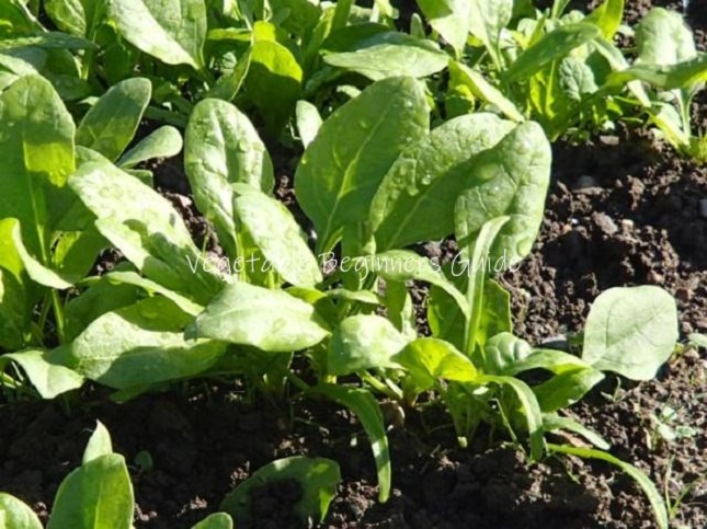9月に種をまく野菜と9月に苗を植える野菜