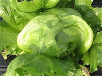 スティックセニョールの育て方