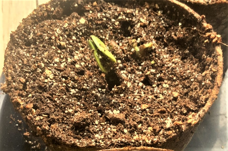 大豆が発芽しない