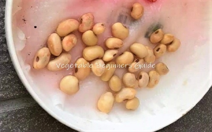 大豆が発芽しないときは芽出しがおすすめ