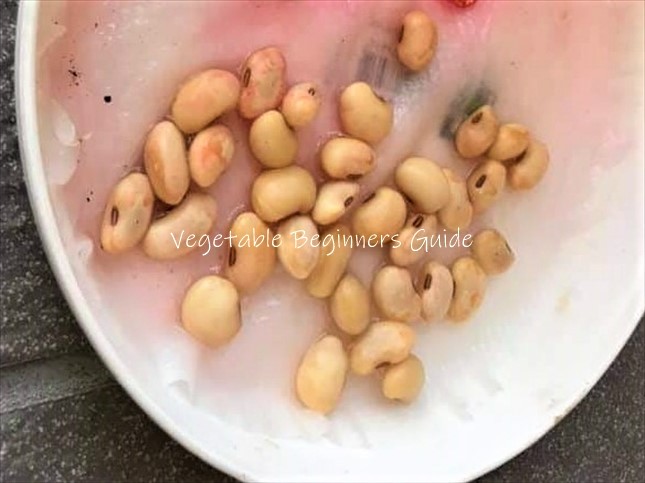 枝豆が発芽しないときは芽出しがおすすめ