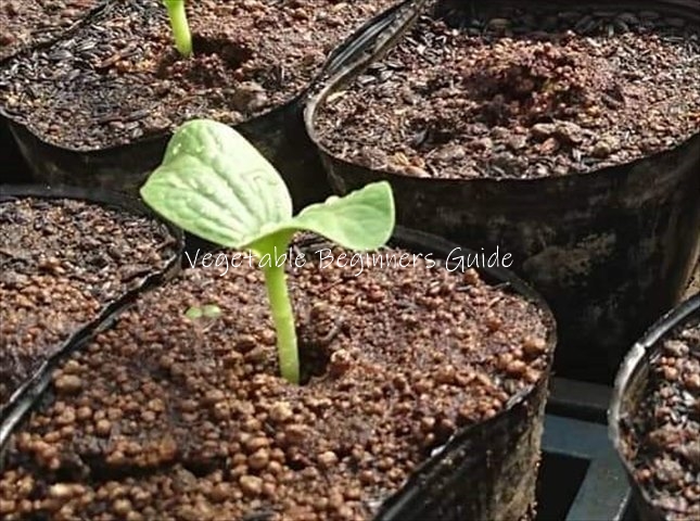 カボチャが発芽しない