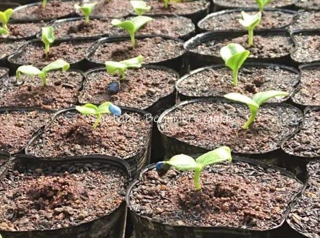 カボチャの種から芽が出ない