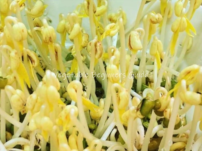 モヤシが発芽しないときは催芽処理を行う