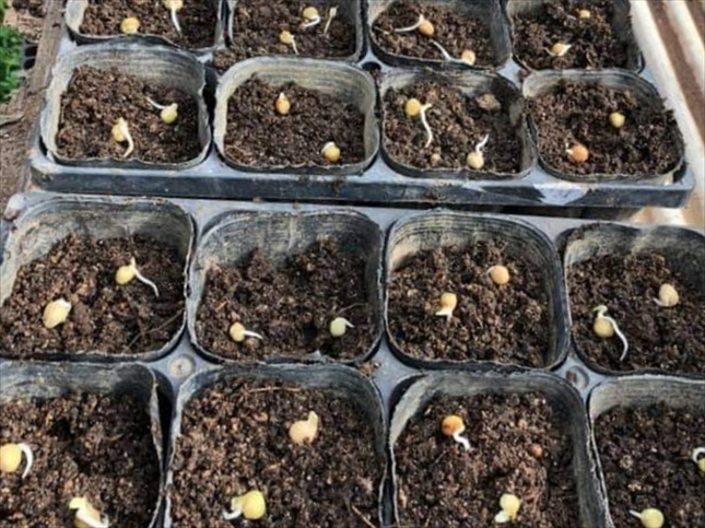 サヤエンドウが発芽しないときは芽出しがおすすめ