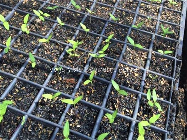 シシトウが発芽しない