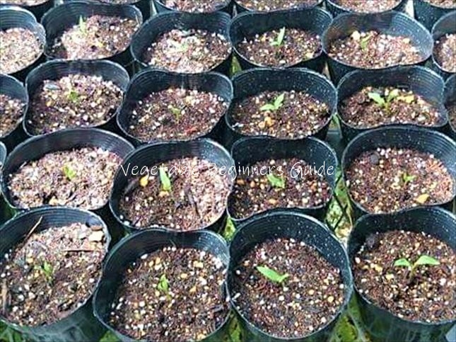 シシトウが発芽しない原因と対策