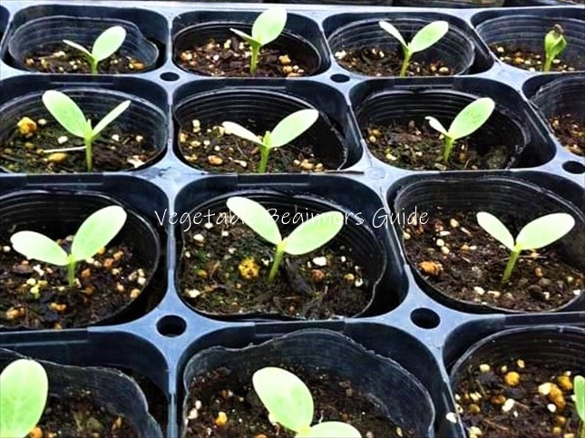 スイカが発芽しない原因