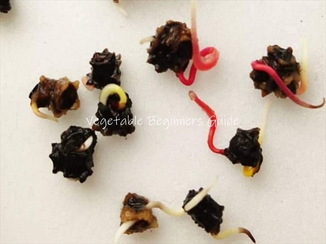 スイスチャードの種の発芽率を上げる方法