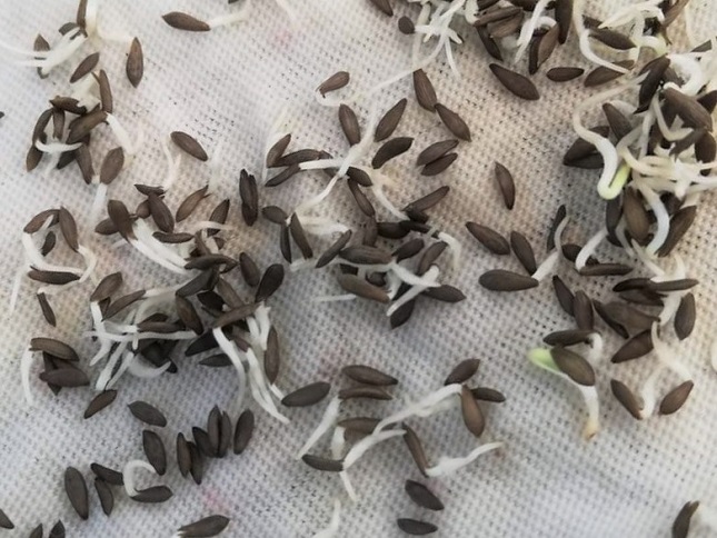 玉レタスの発芽率を上げる方法