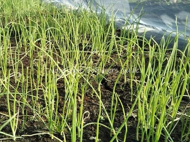 タマネギが発芽しない・芽が出ない原因と対策