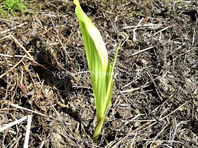 ウコンが発芽しない原因と対策