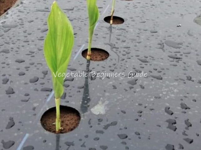 ウコンが発芽しない原因は用土