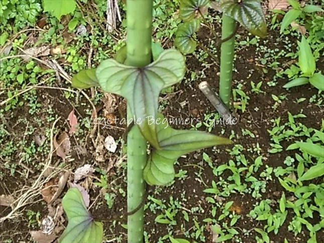 ヤマイモが発芽しない原因