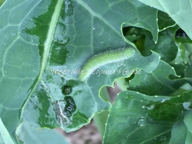 害虫の駆除と対策（アオムシ・モンシロチョウの幼虫）