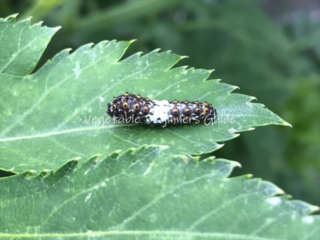 害虫の駆除と対策（キアゲハの幼虫）