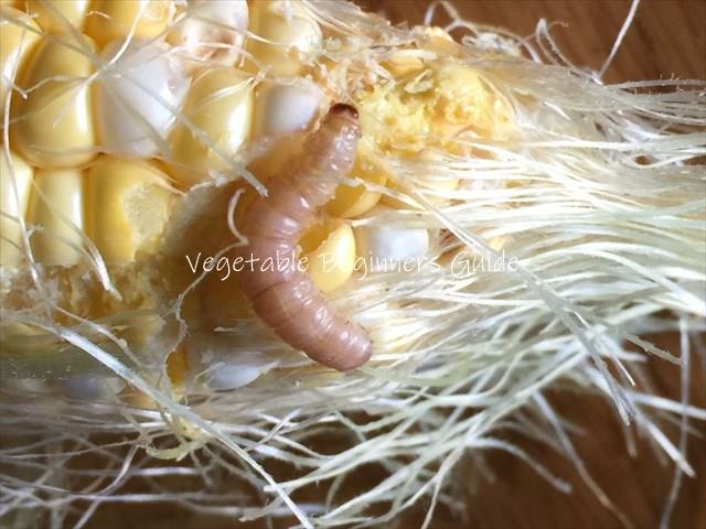 害虫の駆除と対策（アワノメイガ）