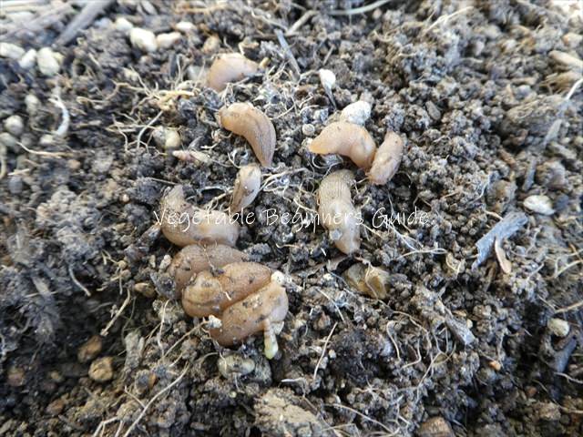 害虫の駆除と対策（ナメクジ）