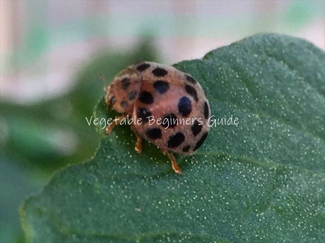 害虫の駆除と対策（テントウムシダマシ）