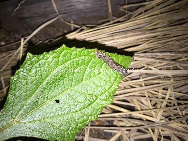 害虫の駆除と対策（ヨトウムシ）