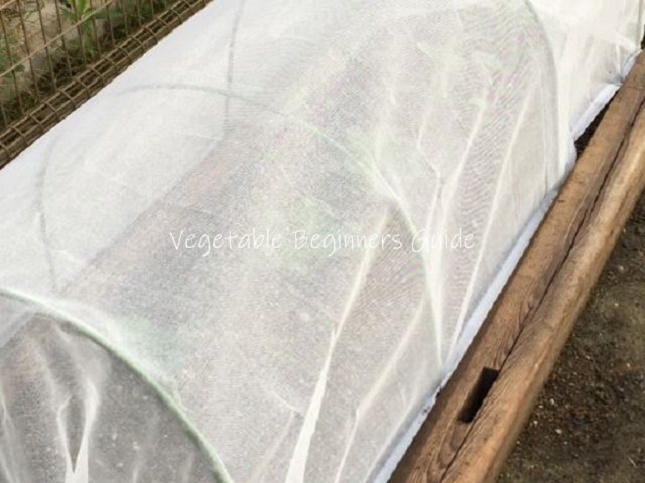 野菜の害虫対策