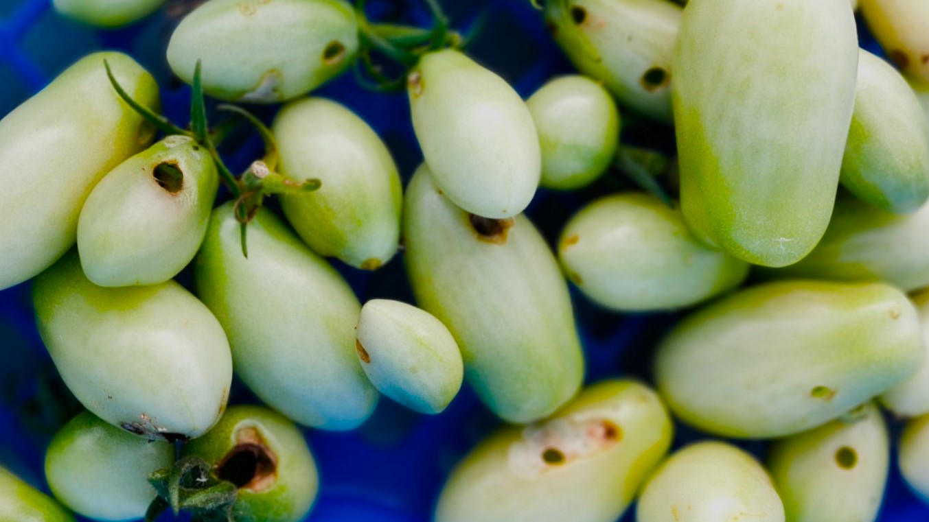 トマトの害虫防除の基本