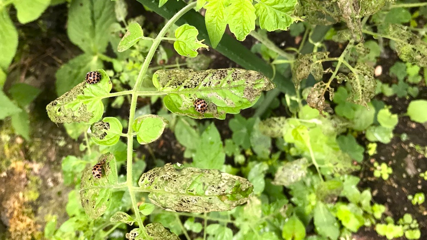 トマトの害虫対策