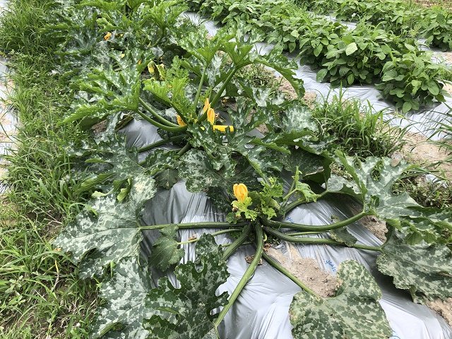 同じ場所に植えると育たない野菜の組み合わせ