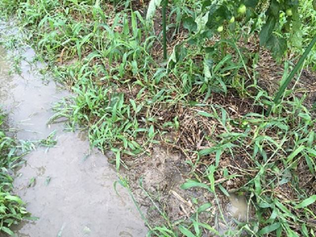 野菜の雨対策の基本