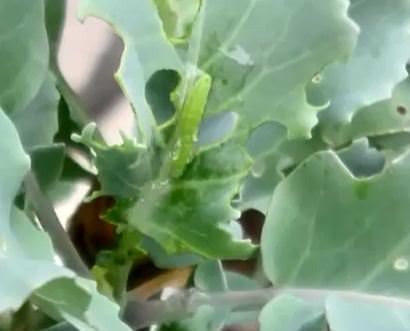 害虫対策の基本知識