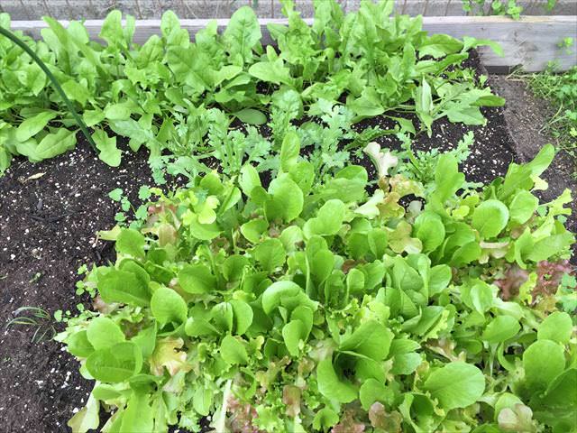 寄せ植え
