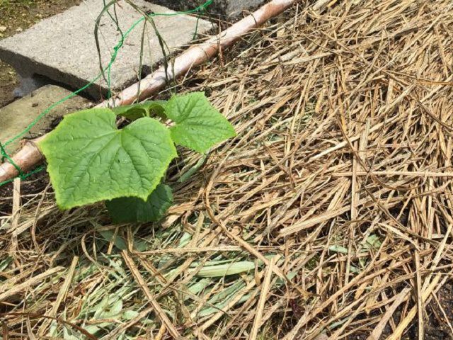 敷き藁や枯れ草のマルチング