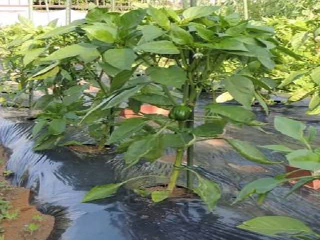 マルチの選び方と使い分けの方法