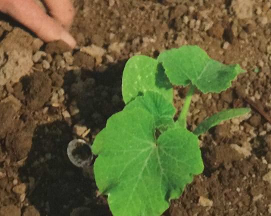 植え付け後にする作業