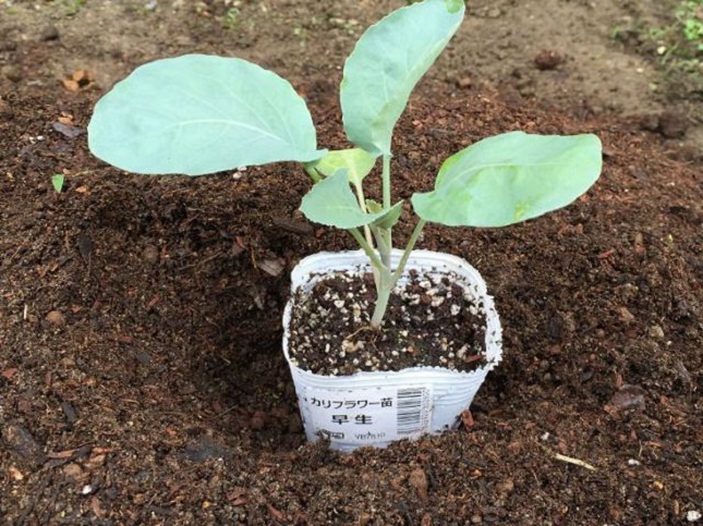苗の植え付けの基本