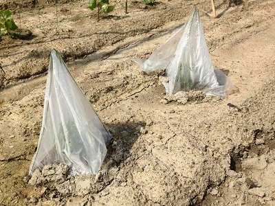 野菜の台風対策（強風対策）の基本
